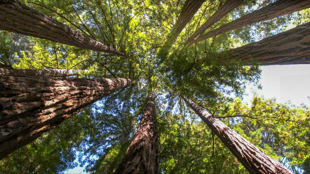 How Our Tree Care Process Works  in  Amelia Court House, VA