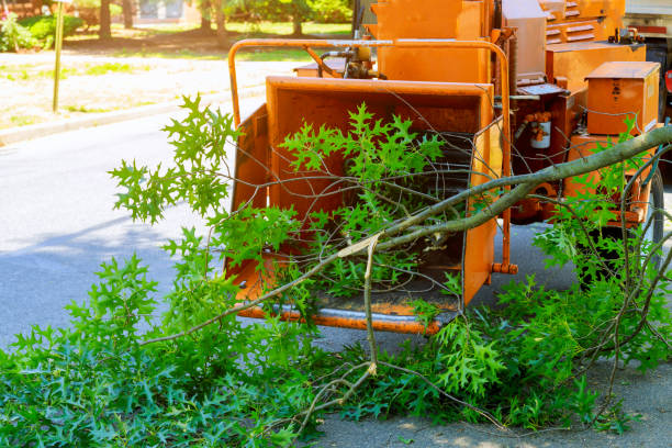 Best Leaf Removal  in Amelia Court House, VA