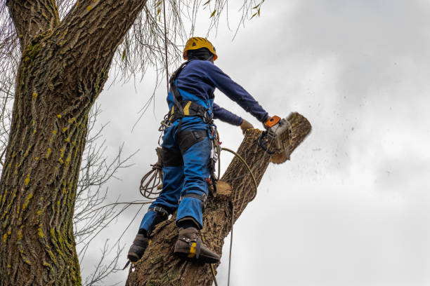 Reliable Amelia Court House, VA Tree Services Solutions
