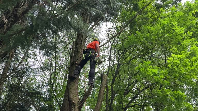 Best Tree and Shrub Care  in Amelia Court House, VA