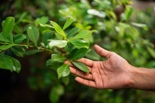 Best Commercial Tree Services  in Amelia Court House, VA