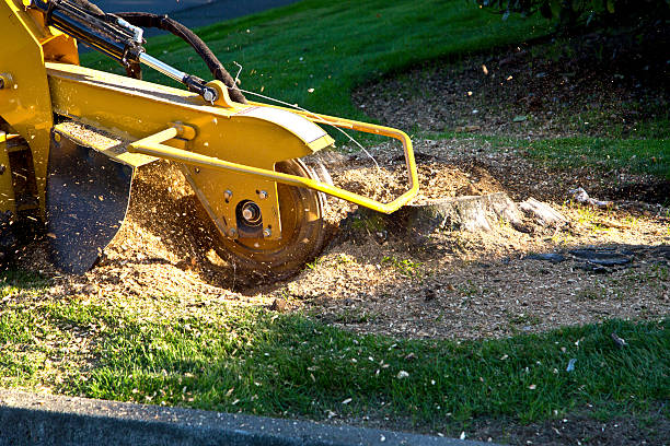 Best Lawn Renovation and Restoration  in Amelia Court House, VA