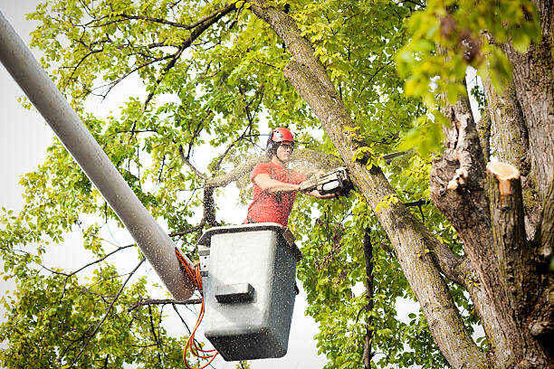 Best Tree Preservation Services  in Amelia Court House, VA
