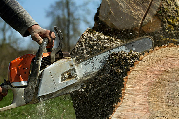 Best Tree Maintenance Programs  in Amelia Court House, VA