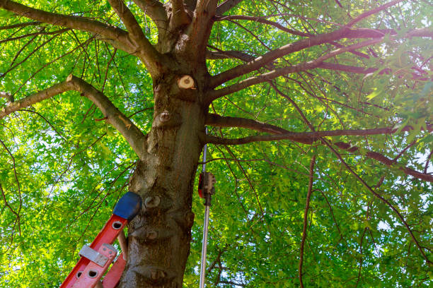 Best Tree Removal  in Amelia Court House, VA